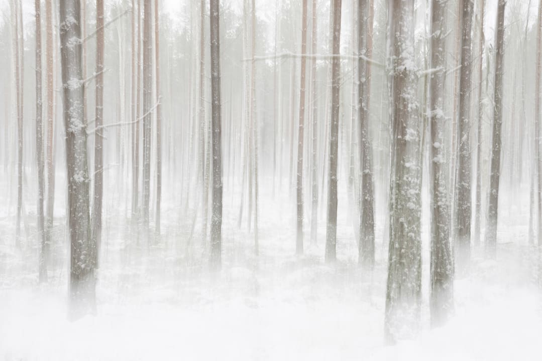 Winter Forest
