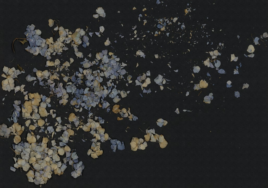 Fragile Beauty, Dark Blue