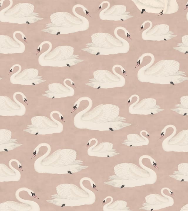 Cygnes gracieux