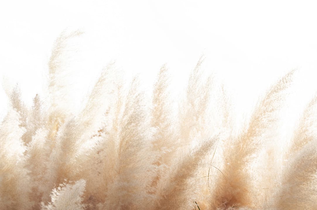 Serenity med Cortaderia Selloana