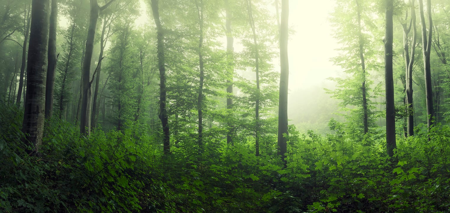 Abbracciate la tranquillità del verde