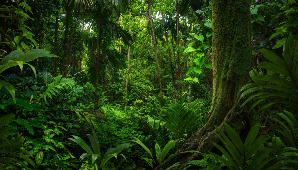 Omarm de Groene Wildernis