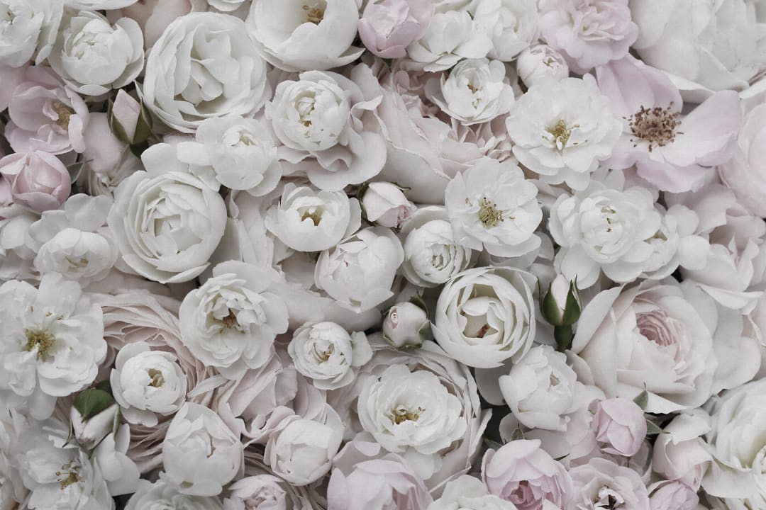 Morbida eleganza floreale