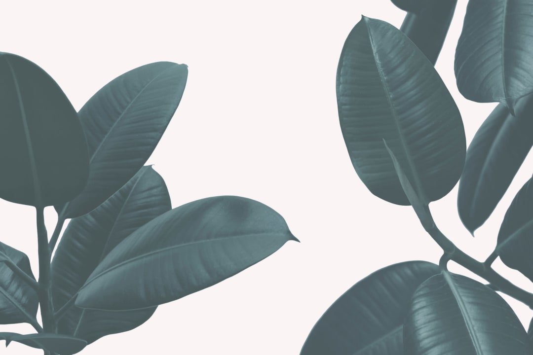 Rubber Plant Wallpaper Mural
