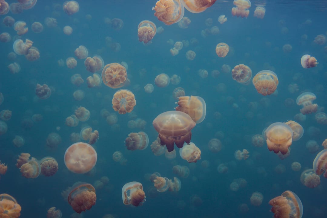 Smack Of Jellyfish : What Is A Group Of Jellyfish Called? (Collective ...