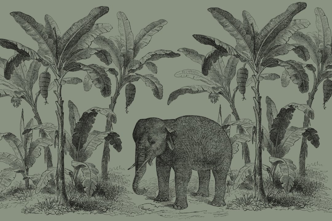 Loxodonta Green