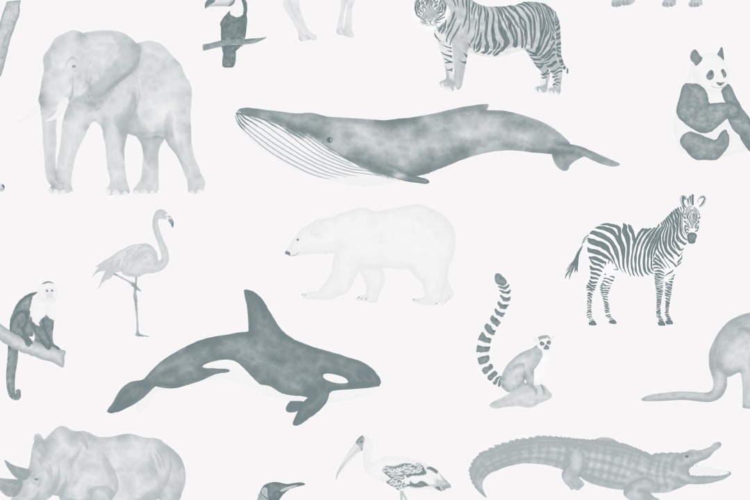 Animalia Blue