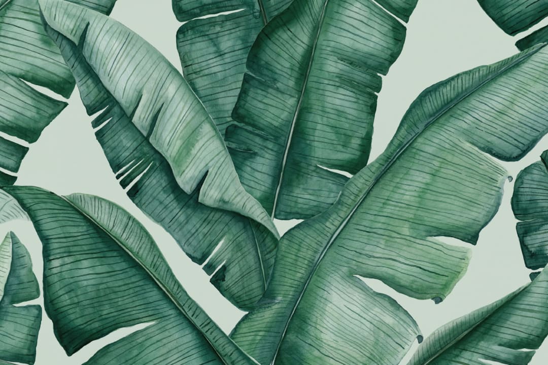 wallpaper banana leaf