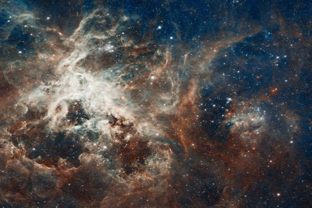 Tarantula