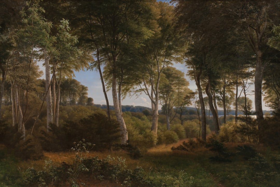 Delhoved Forest Dark