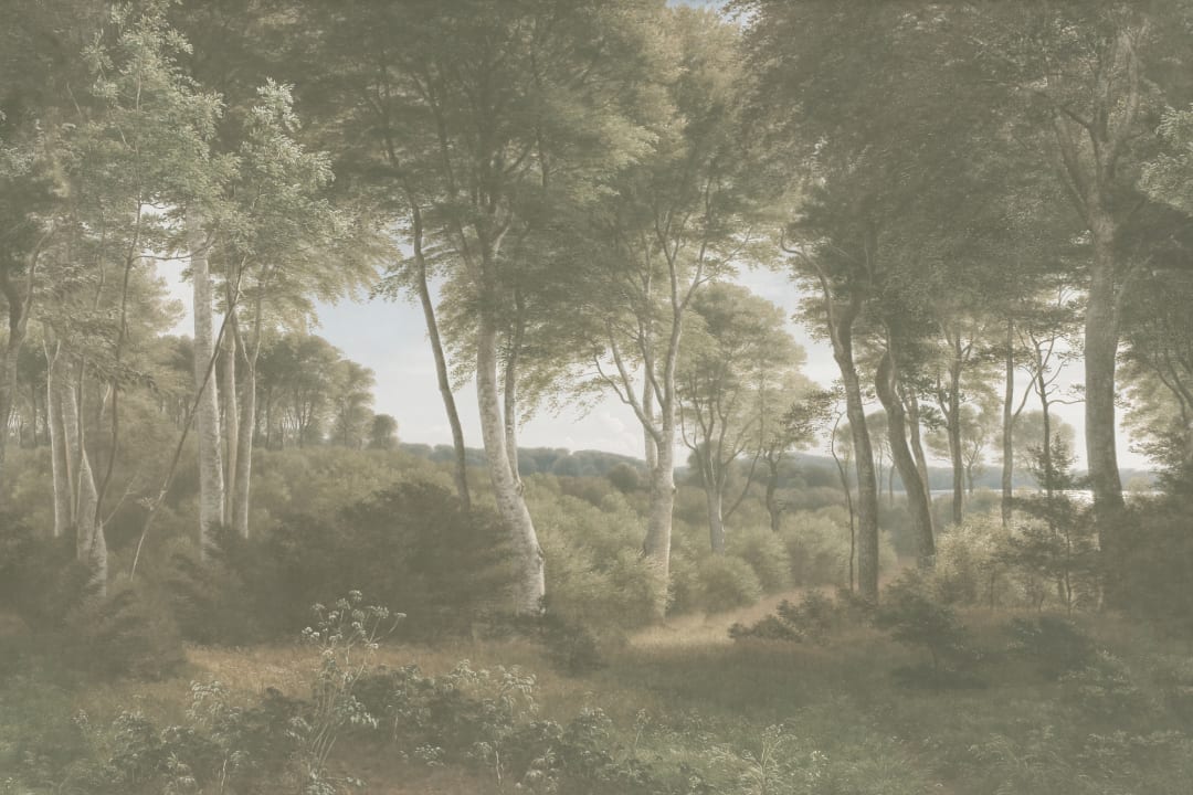 Delhoved Forest Light