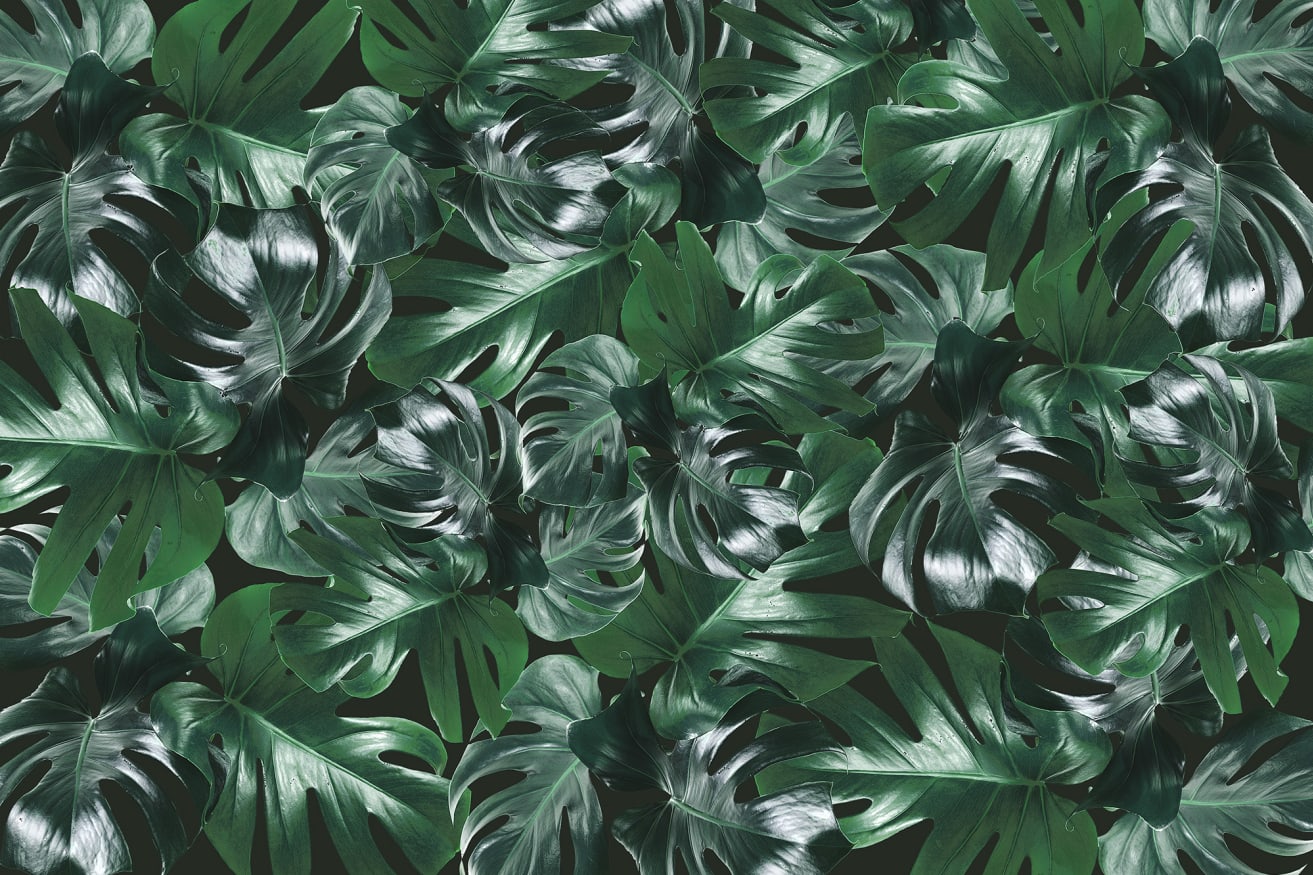 Welcome To The Jungle, Authentic - Wallpaper | Rebel Walls