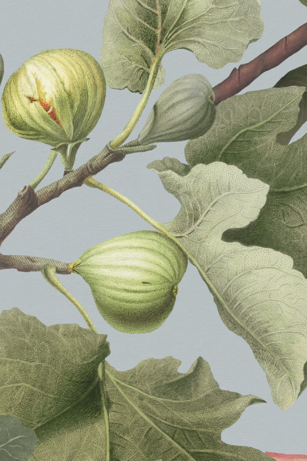 Vintage Fig Plant Botanical Illustration Wall Mural on Blue Background