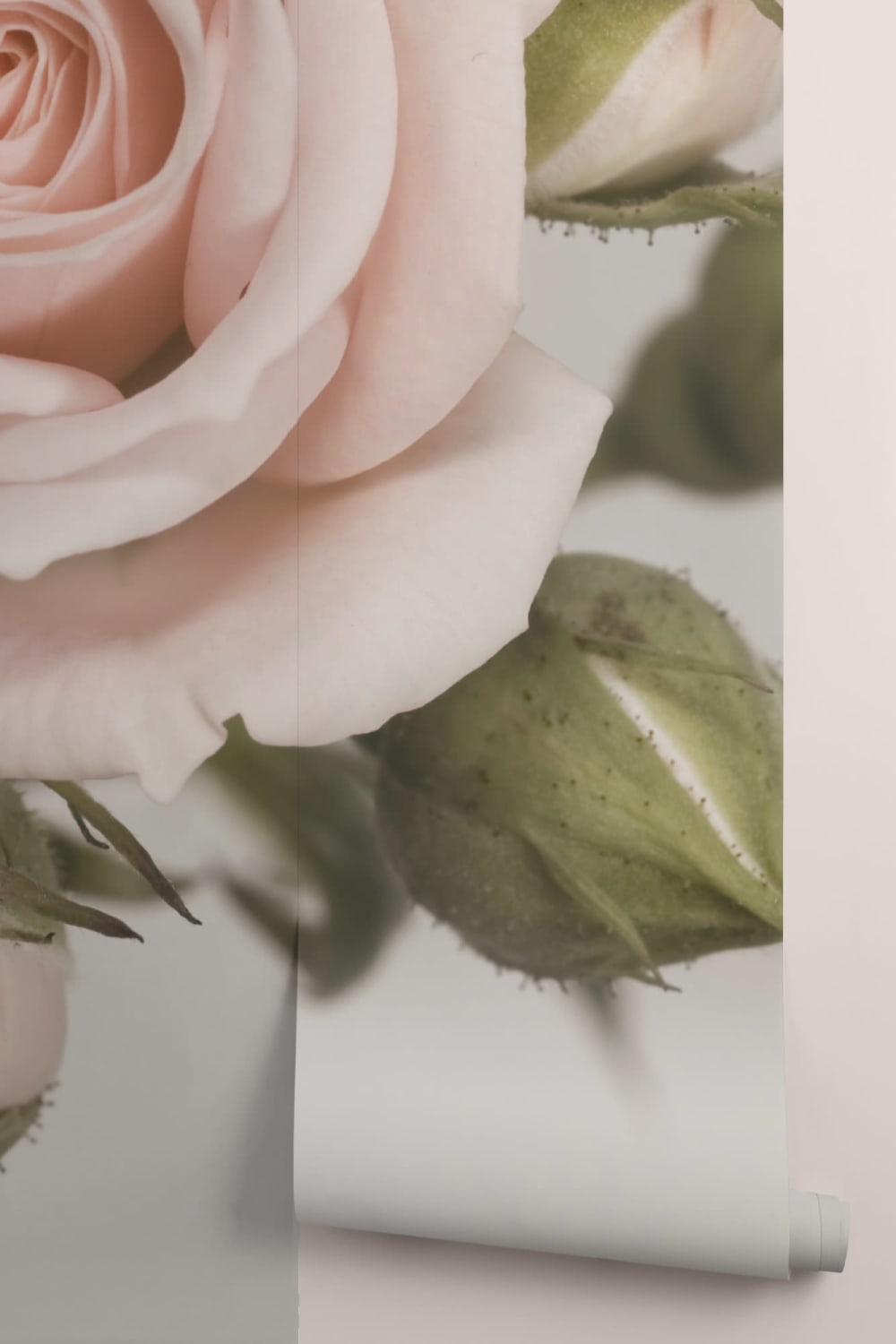 Elegant Pink Petal Rose Wallpaper Mural