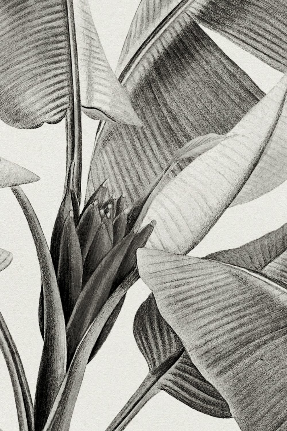 Grayscale Vintage plante tropicale Wallpaper Mural