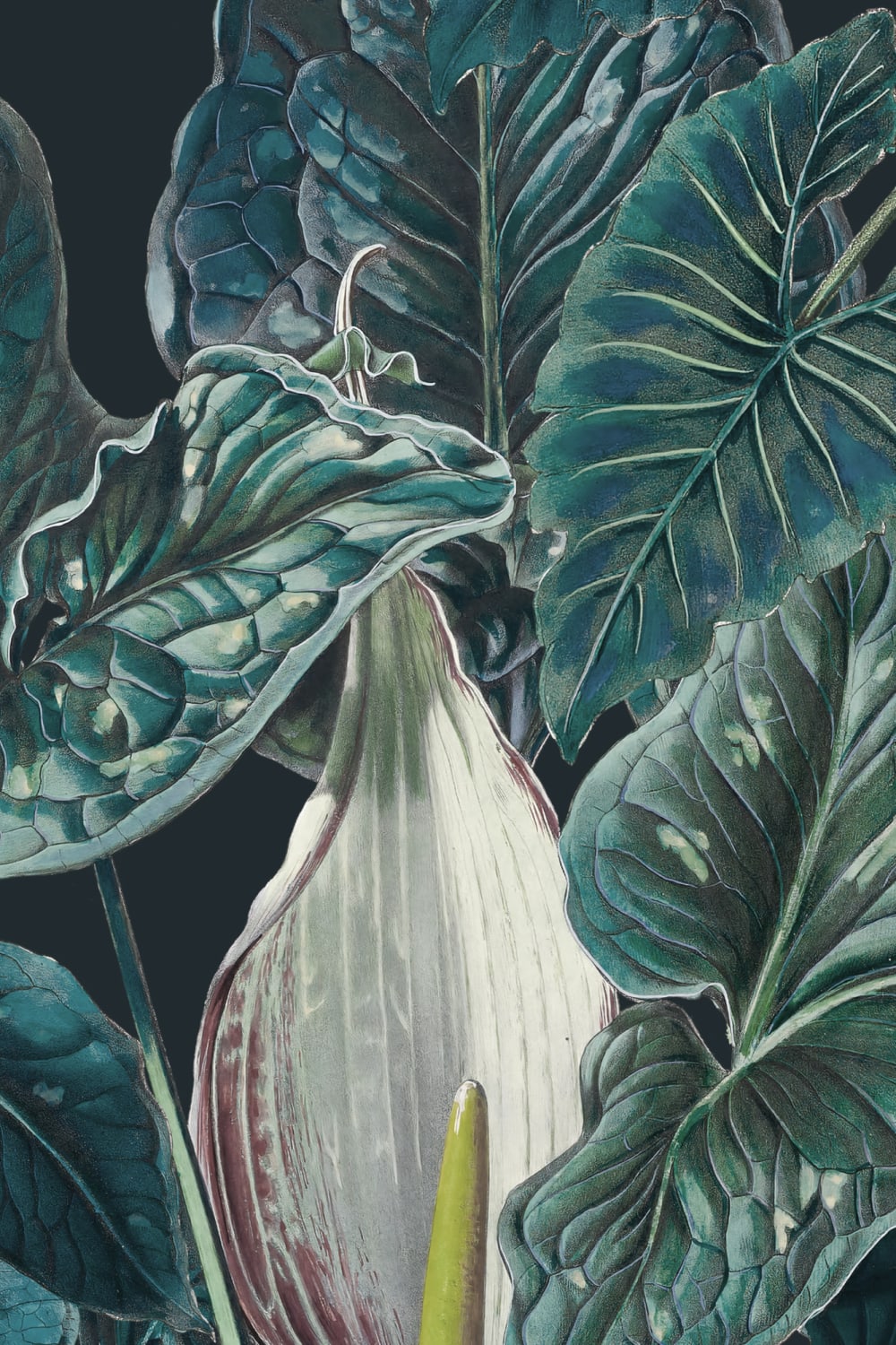 Dark Tropical Illustrated Leafy Plants Mural