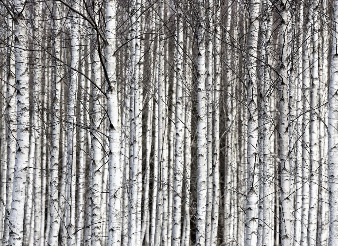birch tree wallpaper   b&q