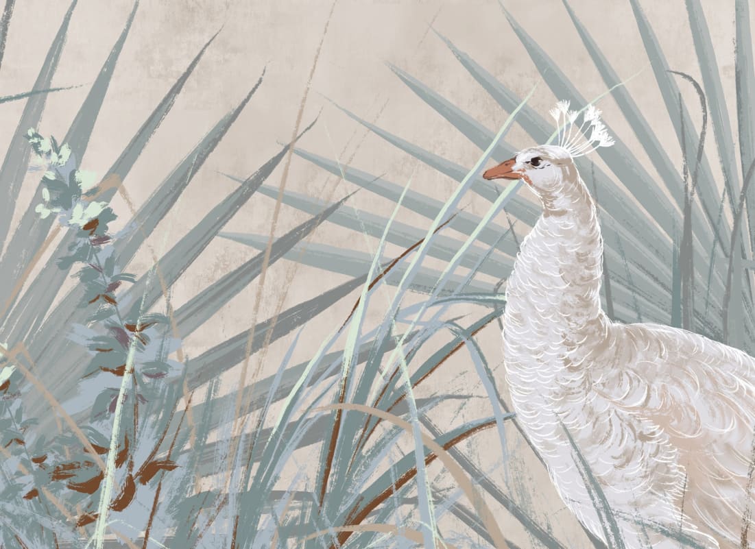 white peacock images wallpaper