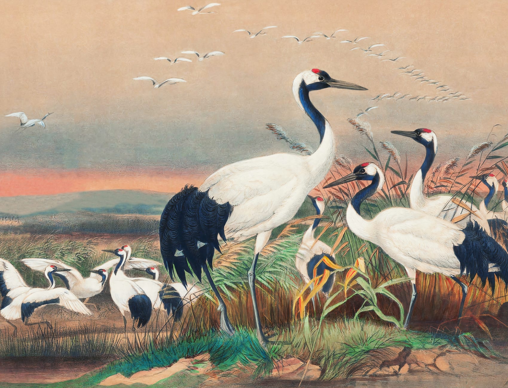 Mural de papel pintado a mano Cranes in Wetlands, de Joseph Wolf