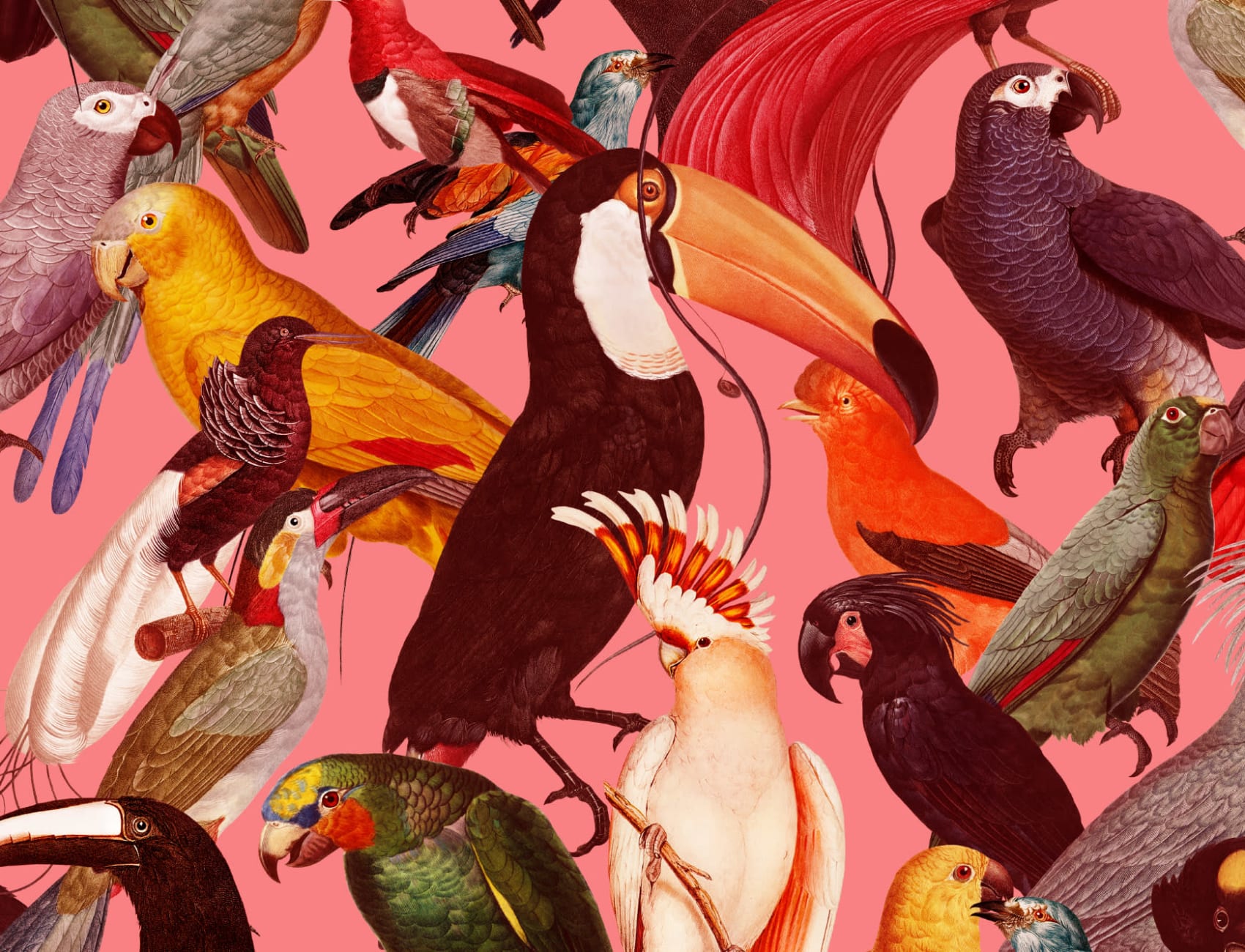 Kleurrijke Tropische Vogelpatroon Behang Muurschildering