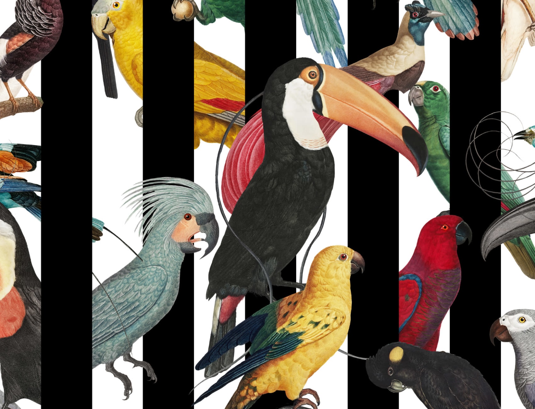 Fototapete Tropisches Buntes Vogel- und Streifenmuster