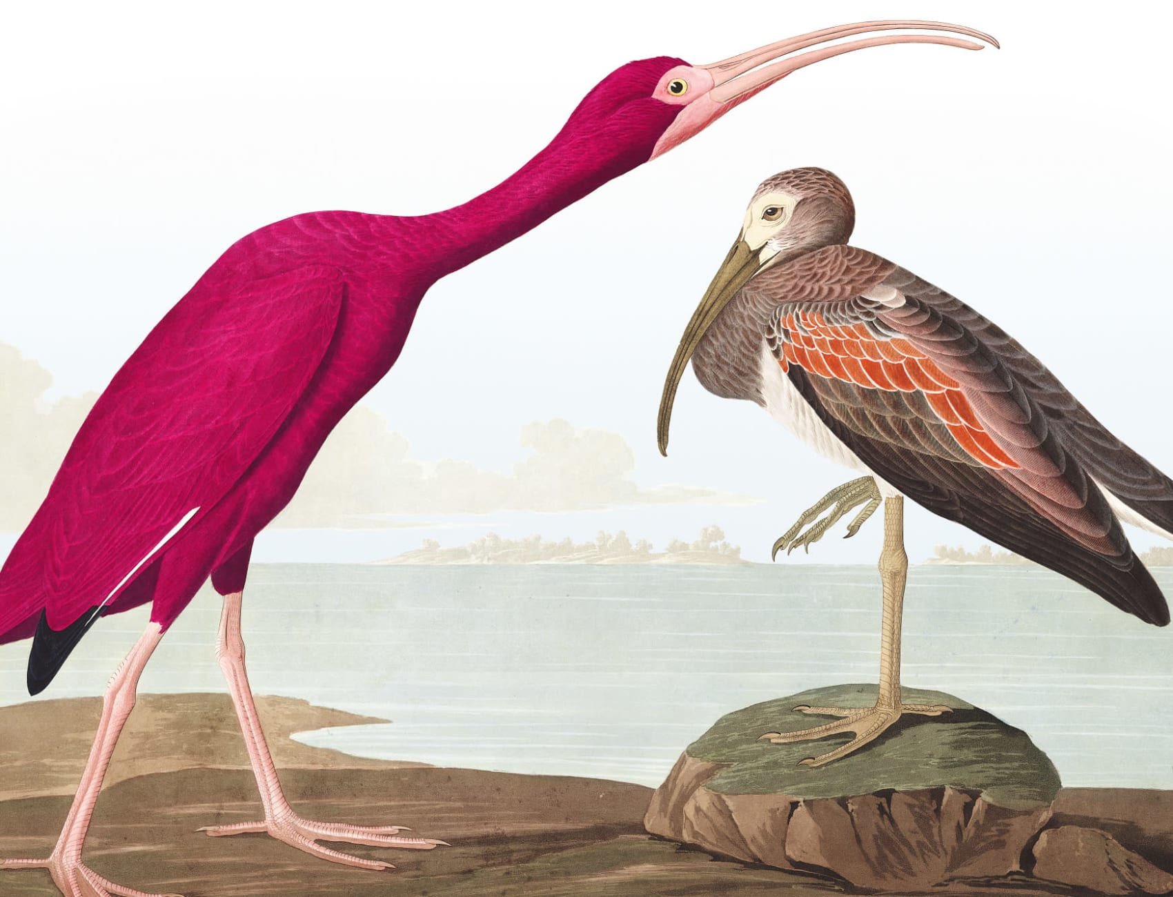 Scarlet Ibis Wallpaper Mural