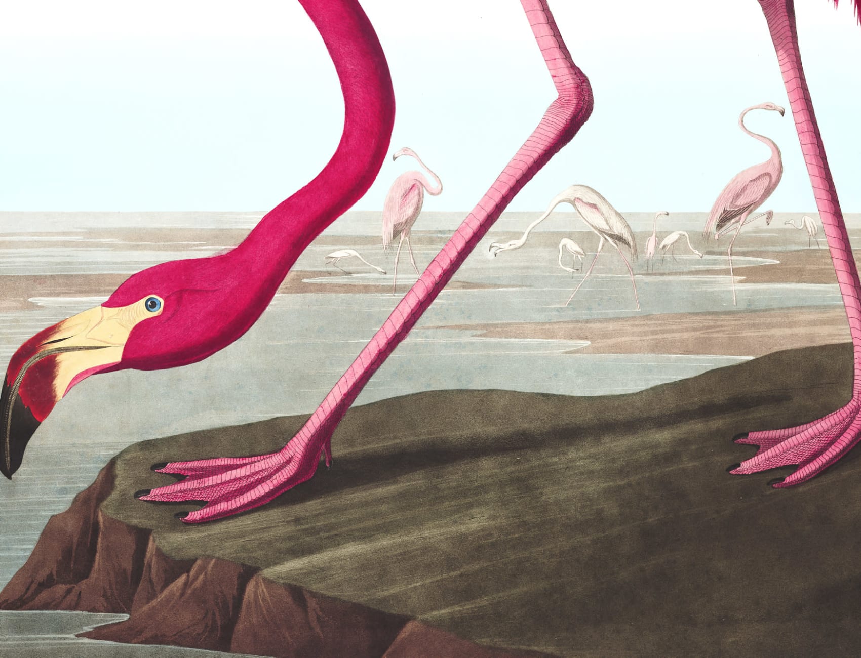Pink Flamingo by J.J. Audubon Wallpaper Mural