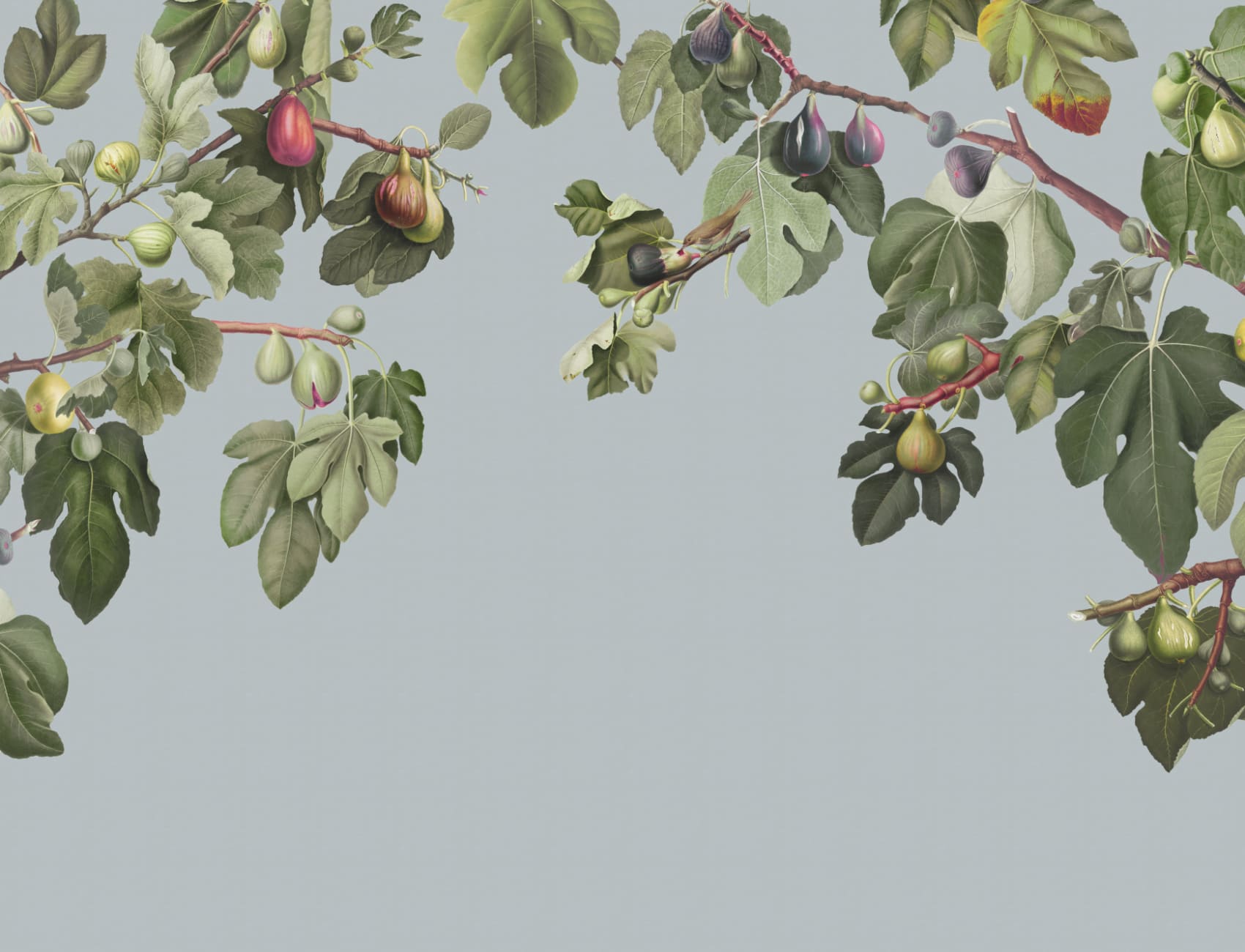 Vintage Fig Plant Botanical Illustration Wall Mural on Blue Background