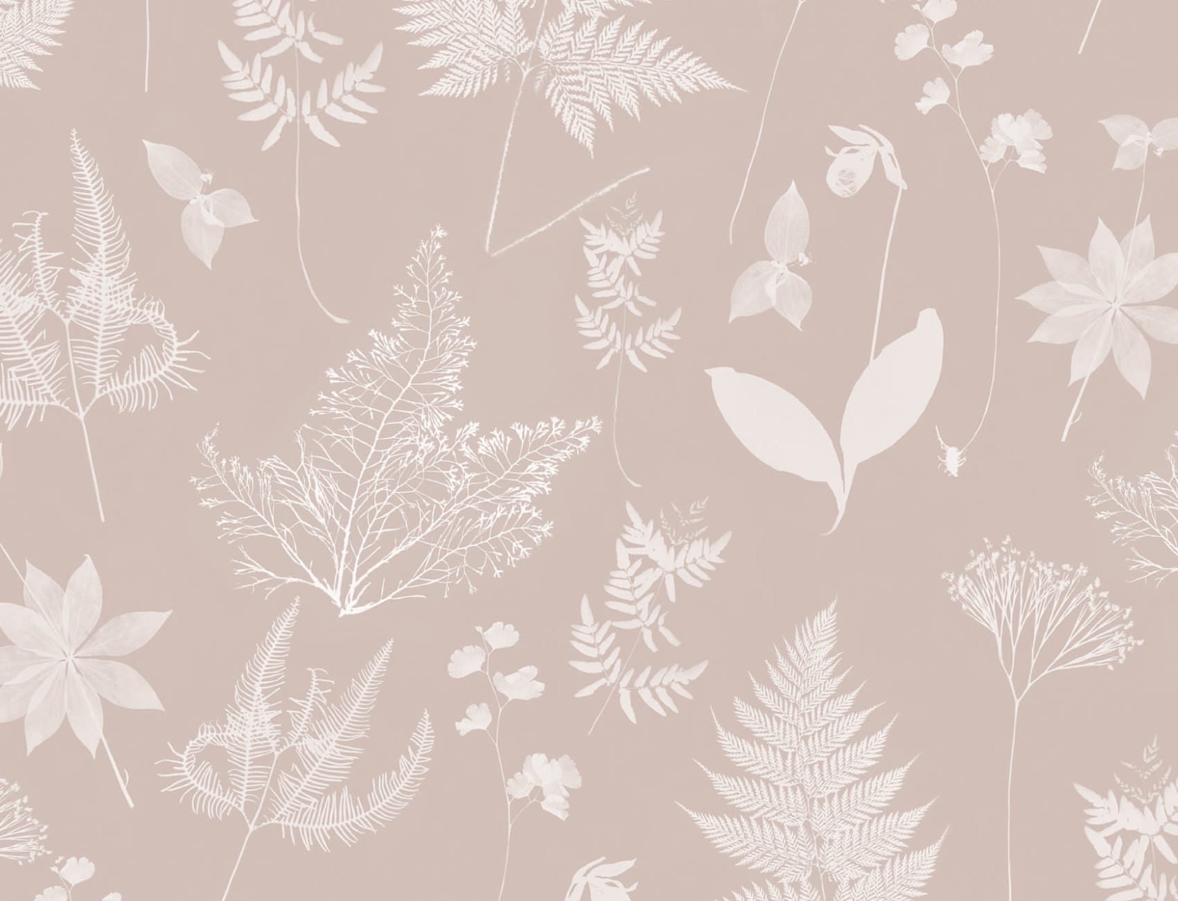 Pink Botanical Plant Wallpaper