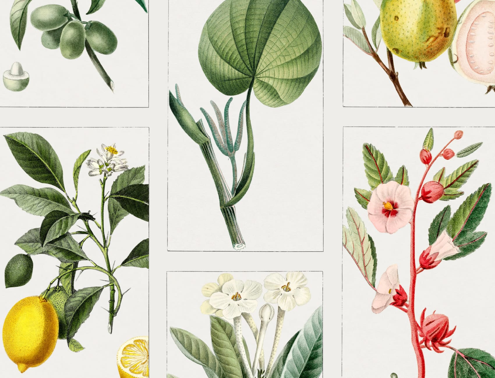 Botanical Fruits and Flowers Tile Pattern Wall Mural