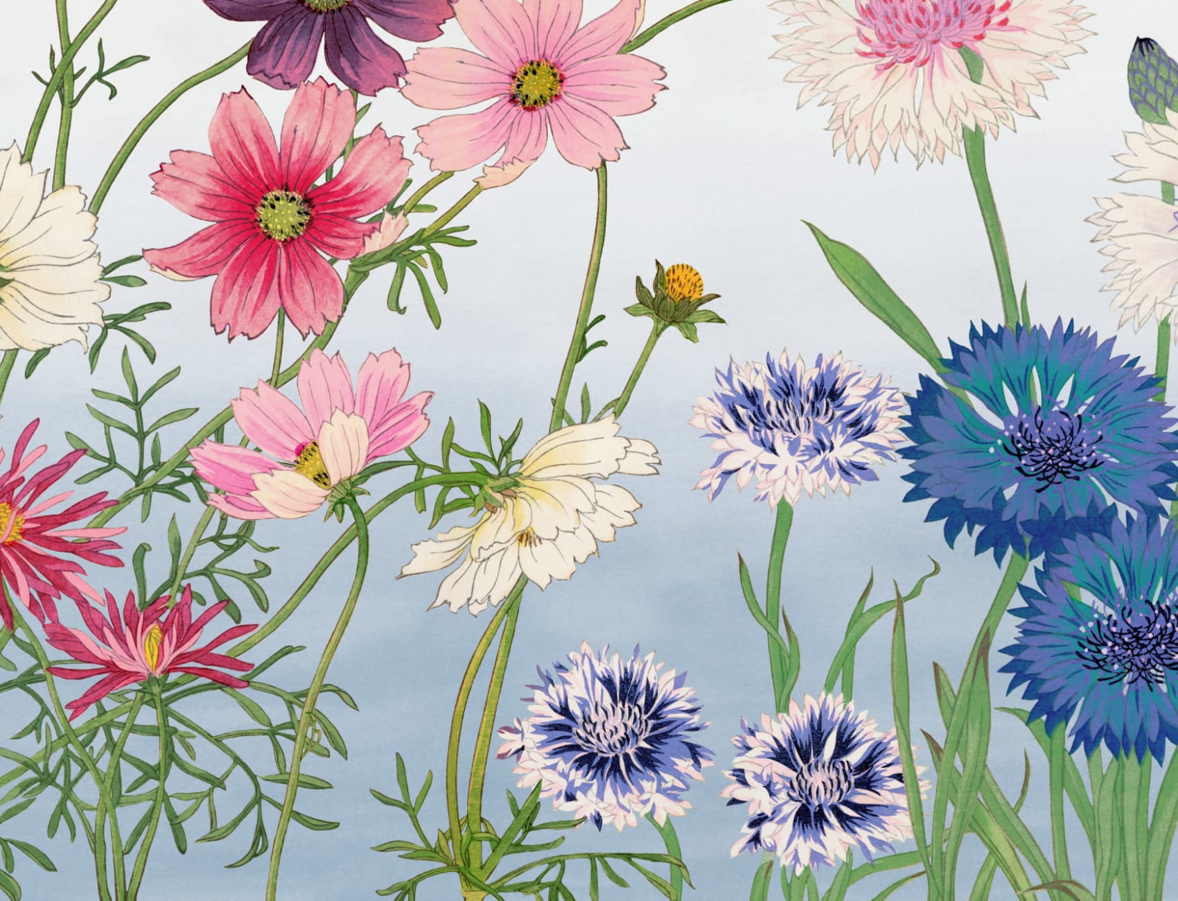 Cosmos aquarelle japonaise murale florale