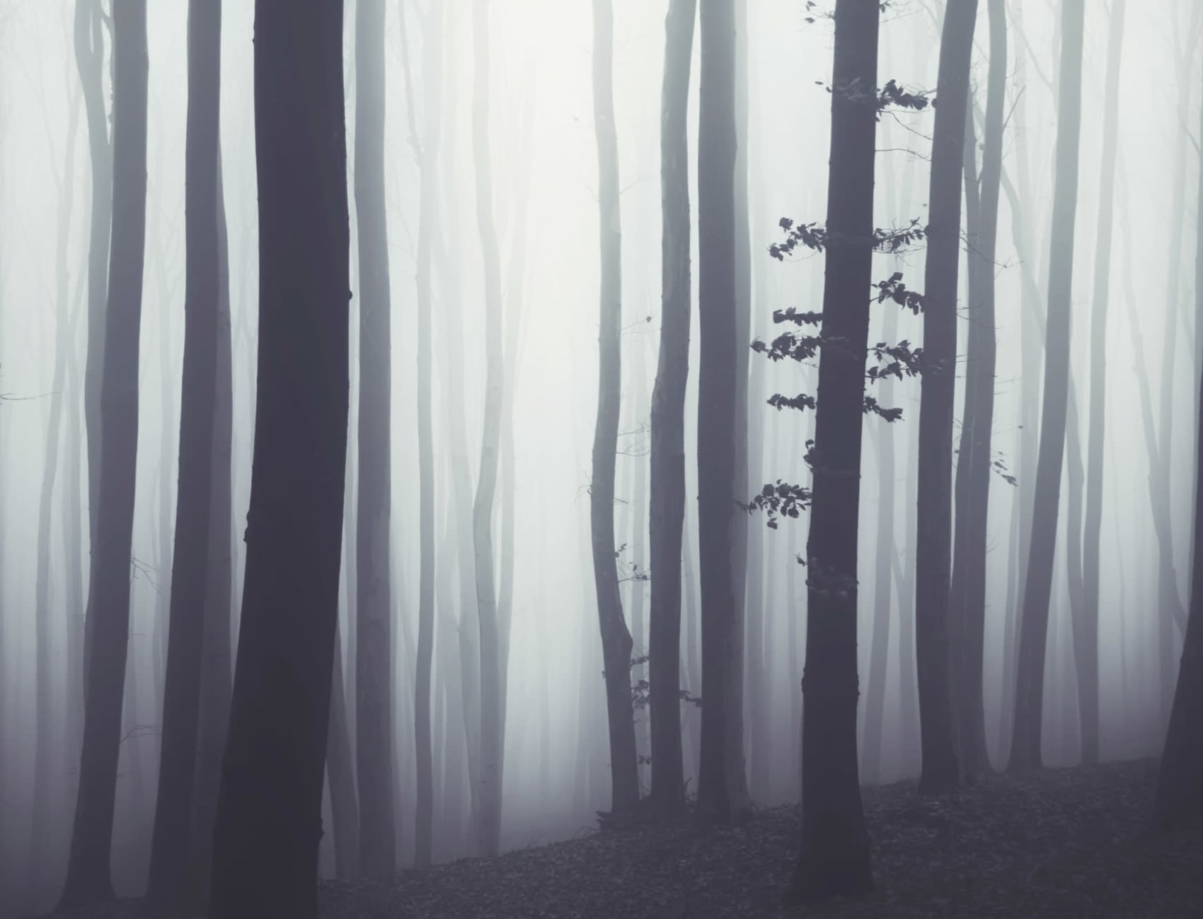 Bortom skogen fototapet