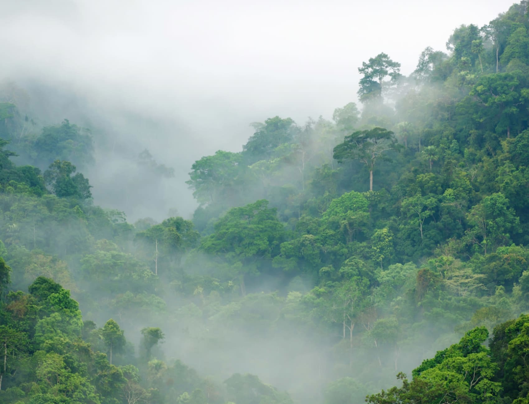 Carta da Parati Fotografica con Foresta Pluviale Verde nella Nebbia