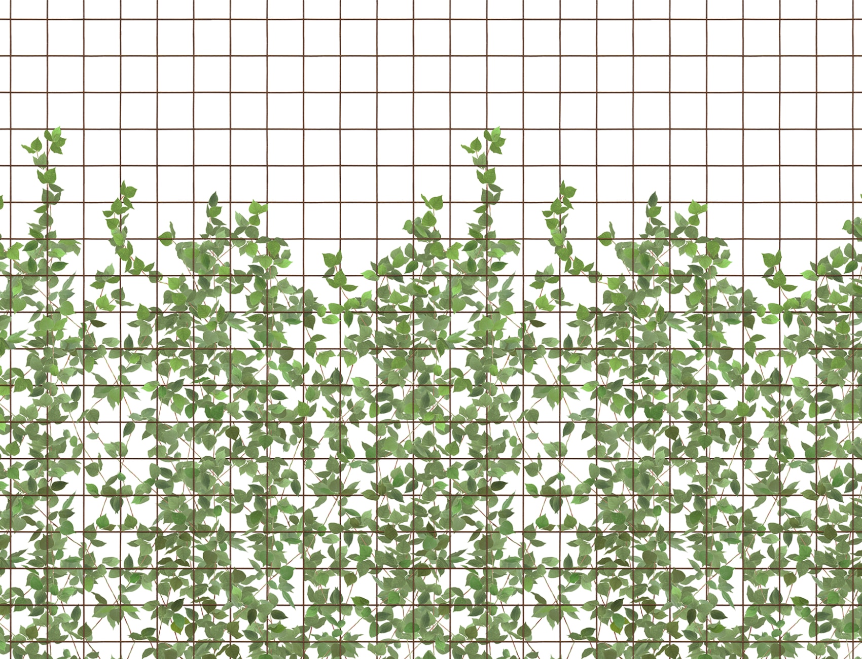 An espalier to the sun