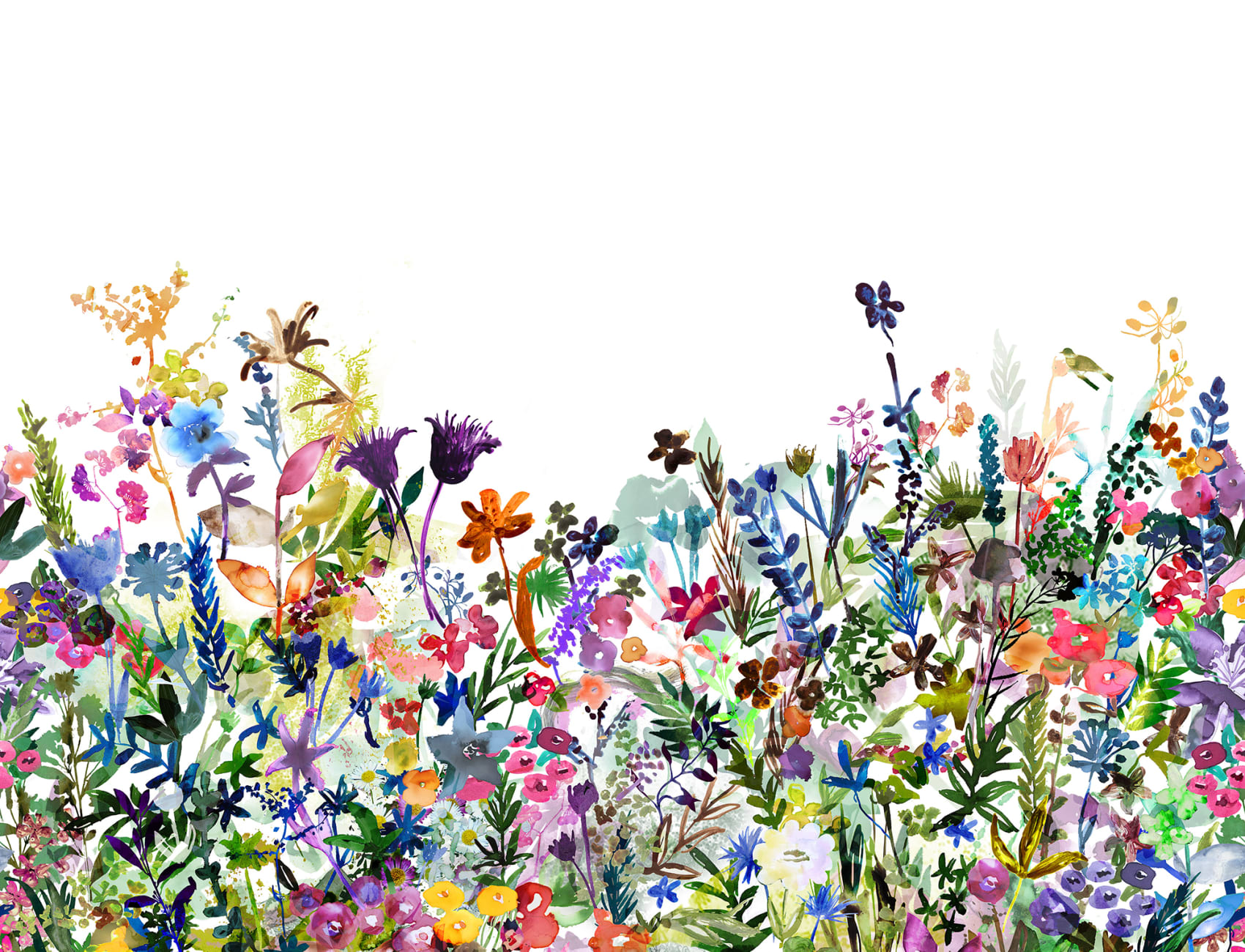 En blommande sommaräng målad i akvarell