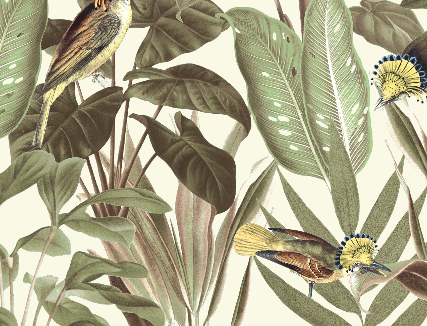 Birds of Paradise, Bright Dawn