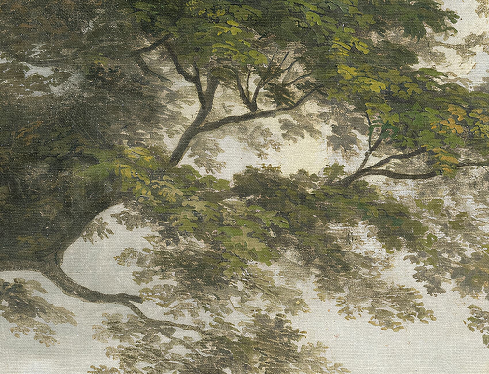 Vues enchanteresses de la forêt