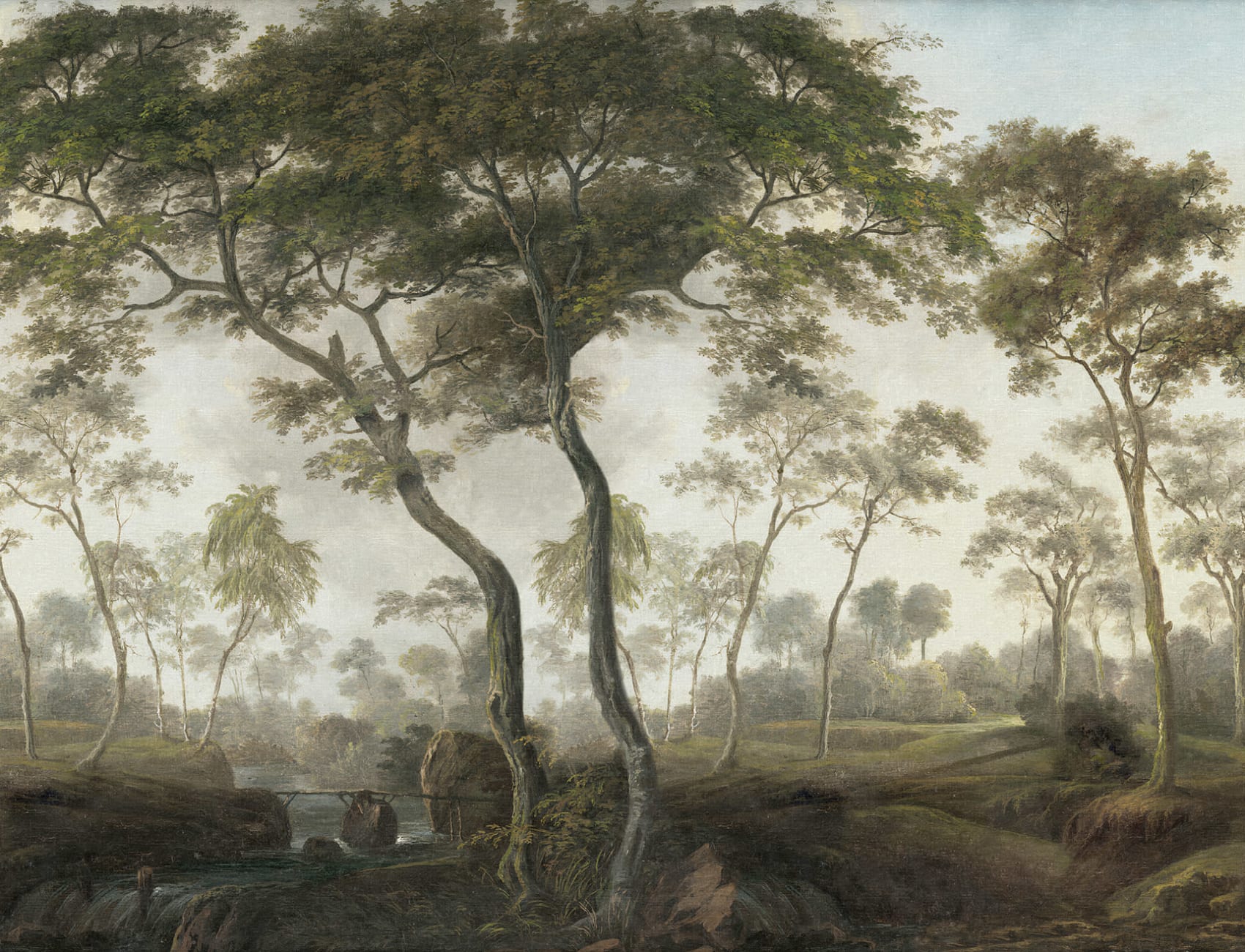 Vues enchanteresses de la forêt