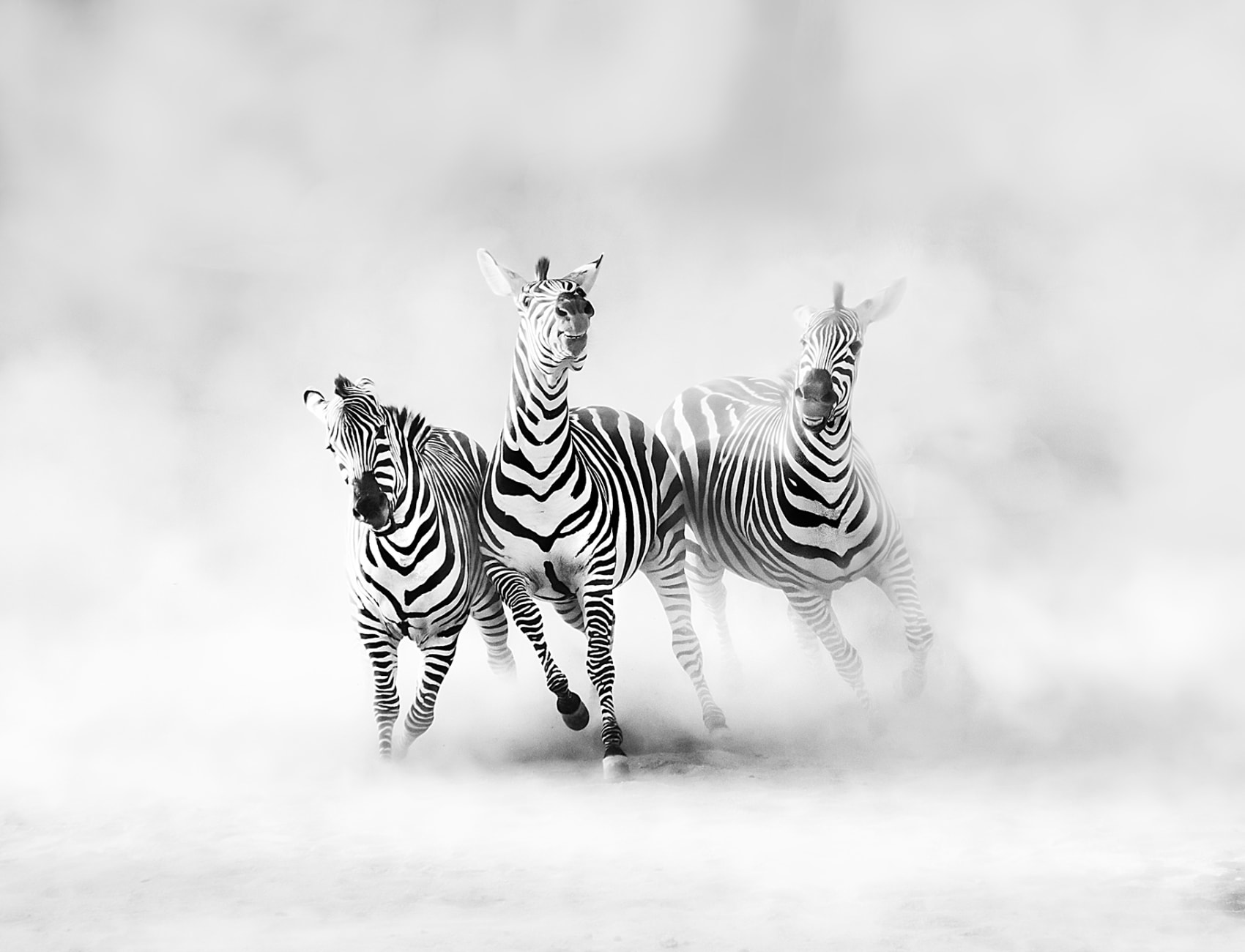 Graphic Zebras
