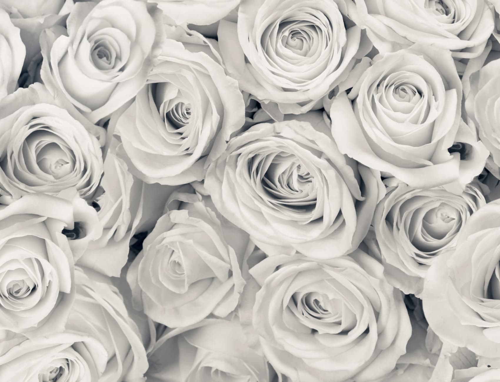 Rose Mist fototapet