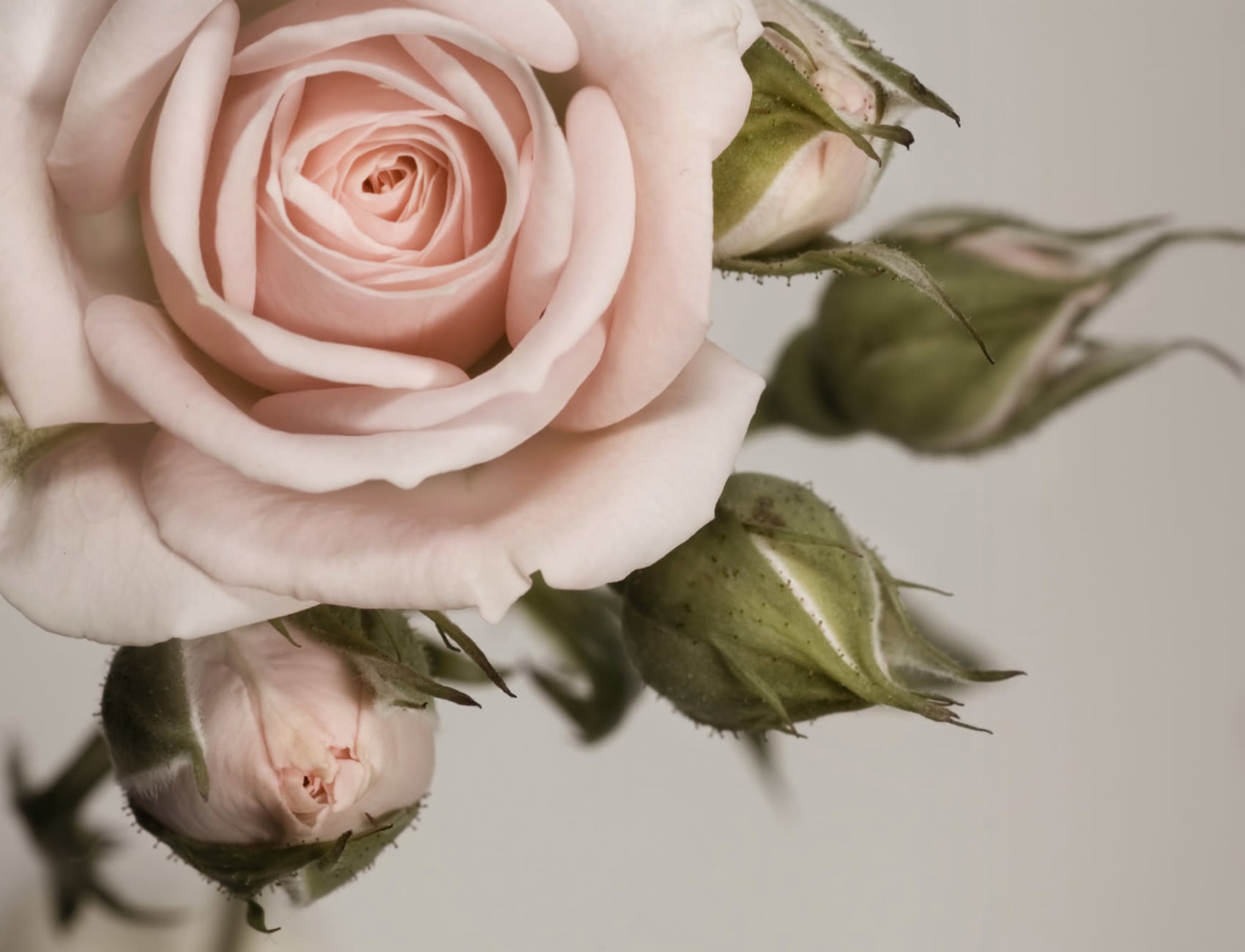 Elegant Pink Petal Rose Wallpaper Mural