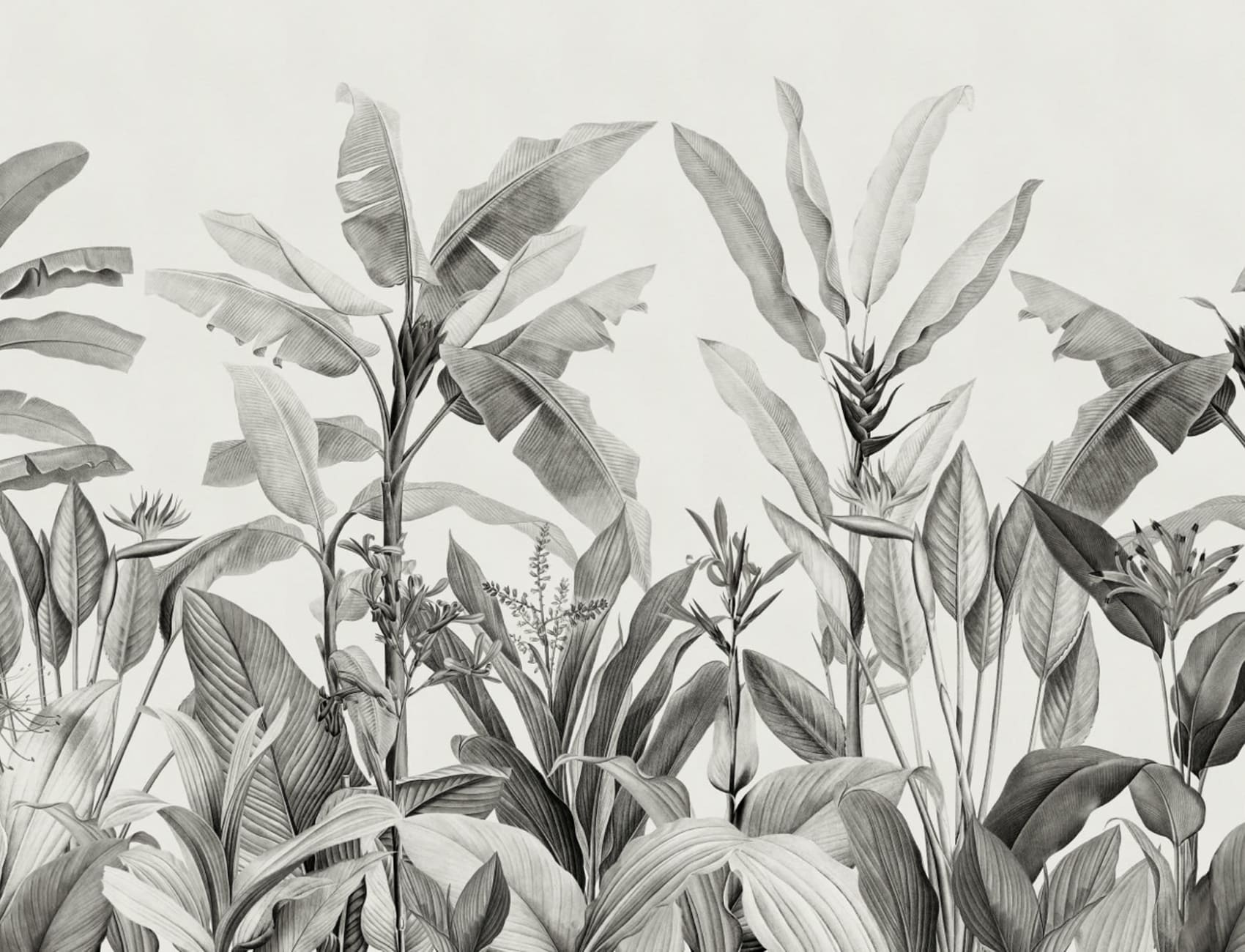 Grayscale Vintage plante tropicale Wallpaper Mural