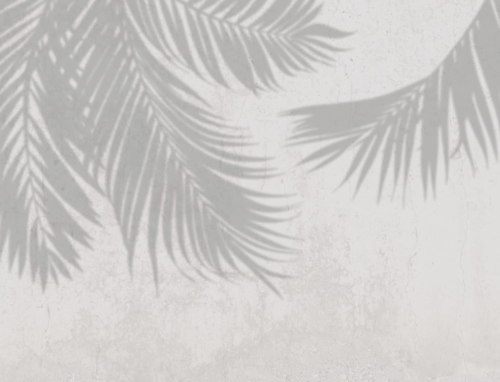 Gray Palm Leaf Shadow Betongeffekt fototapet
