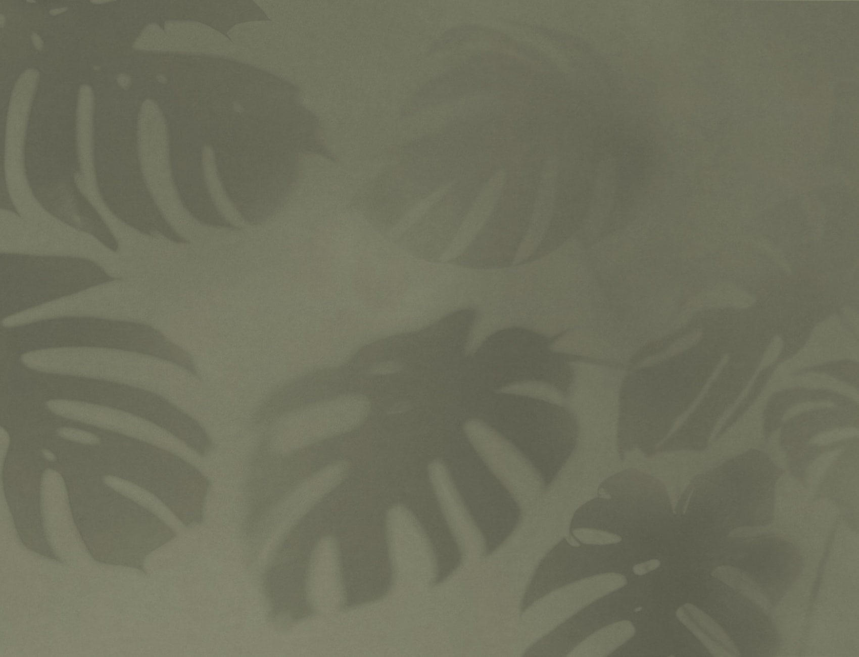 Vihreä Monstera Leaf Shadow kuvatapetti
