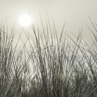 Coastal Reed pattern image