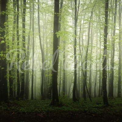 Dawn in the Forest pattern image