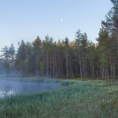 Forest Lake pattern image