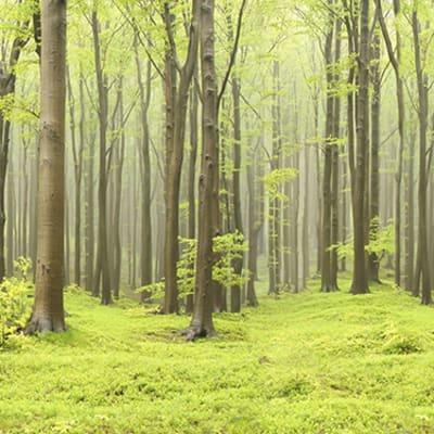 Deciduous Forest pattern image