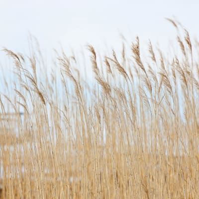 Swaying Wheat pattern image