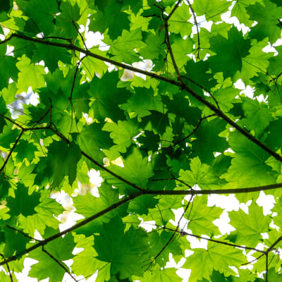 Maple Leaves pattern image